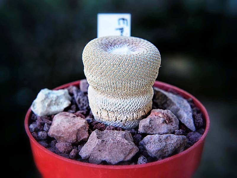 Epithelantha bokei 