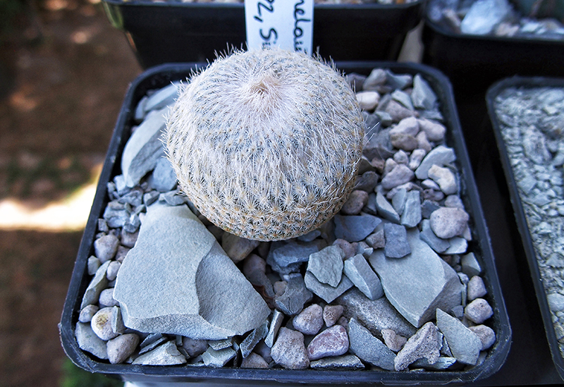 Epithelantha bokei 