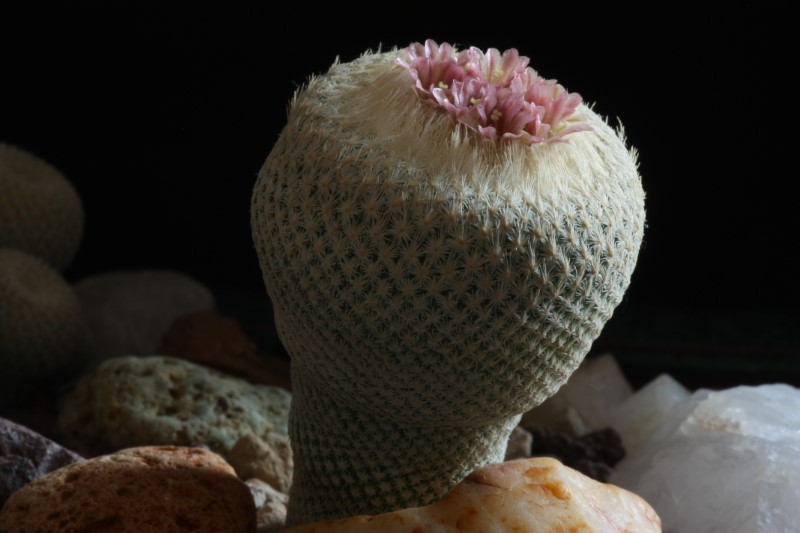 Epithelantha bokei 