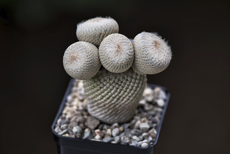 Epithelantha bokei 