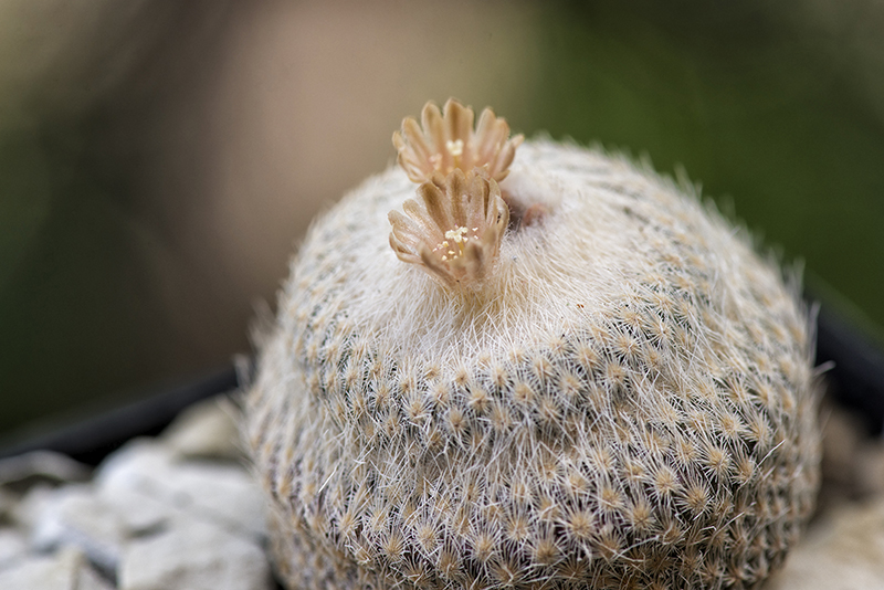 Epithelantha bokei 