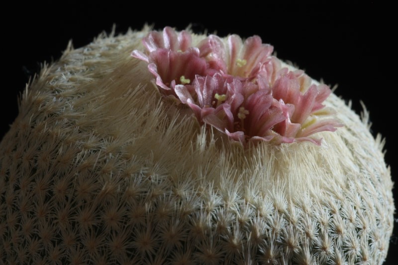 Epithelantha bokei 