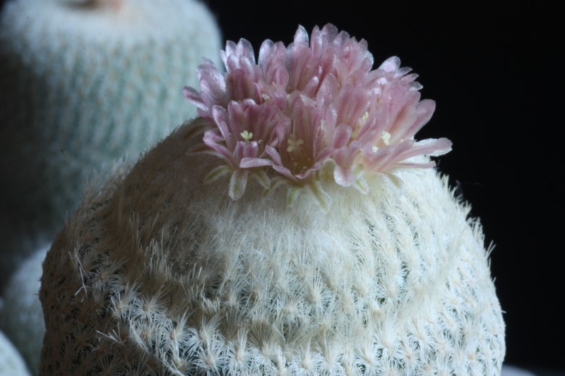 Epithelantha bokei 