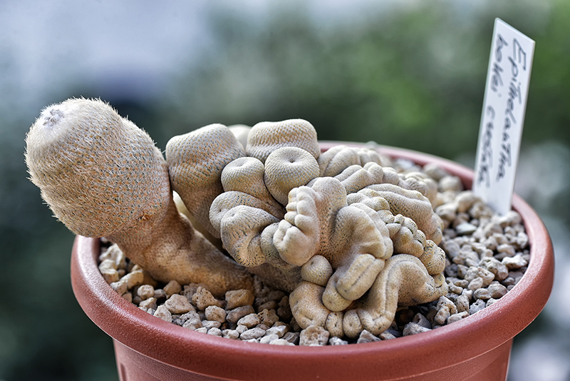 epithelantha bokei f. cristata