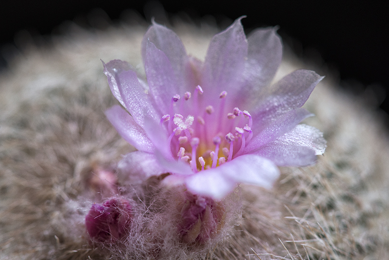 epithelantha micromeris v. chihuahuensis