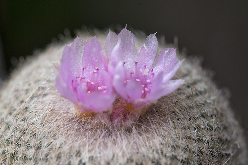 Epithelantha chihuahuensis 