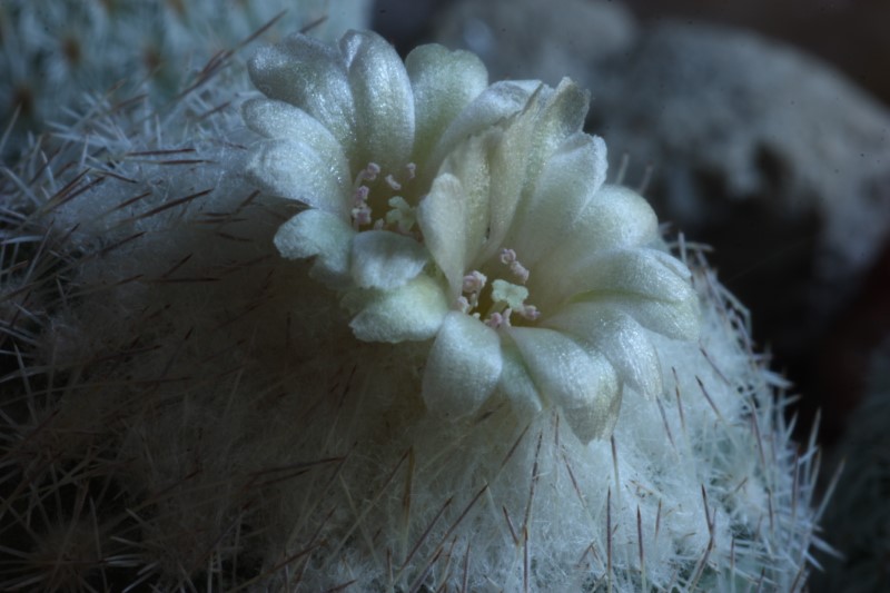 Epithelantha greggii 