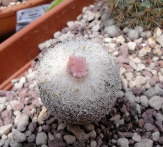 Epithelantha  