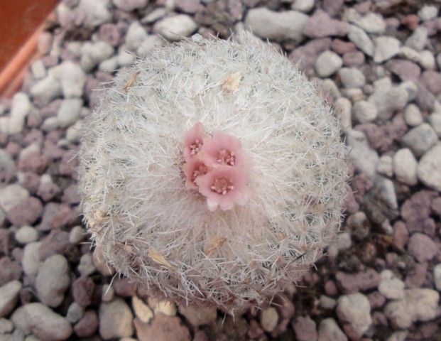 Epithelantha  