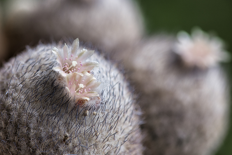 Epithelantha micromeris 