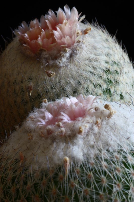 Epithelantha micromeris 