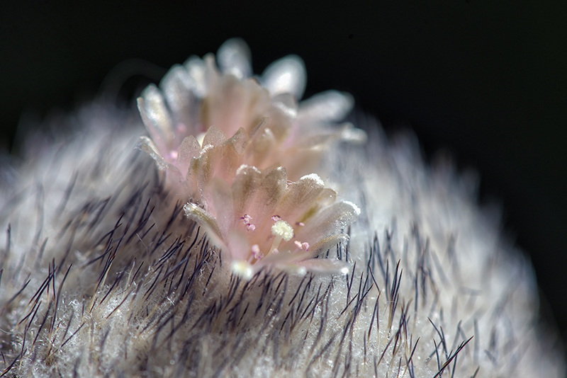 Epithelantha micromeris 