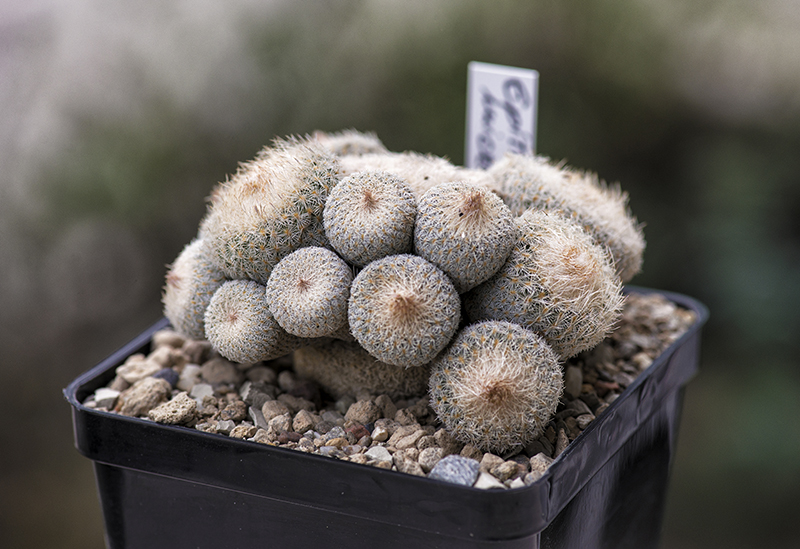 epithelantha micromeris