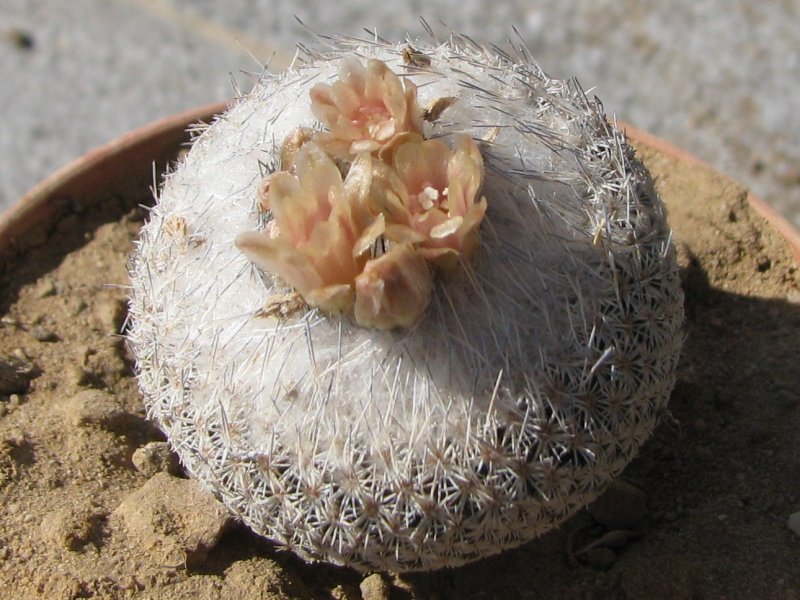 Epithelantha micromeris ssp. greggii 