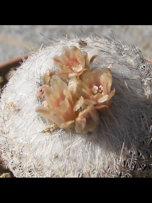 Epithelantha micromeris ssp. greggii 