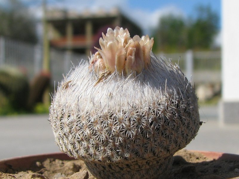 Epithelantha micromeris ssp. greggii 