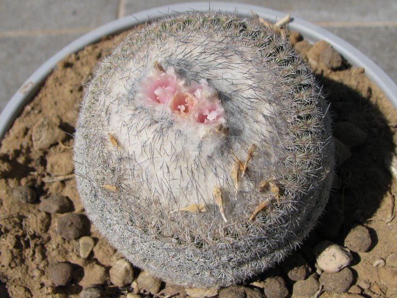 Epithelantha micromeris ssp. greggii 