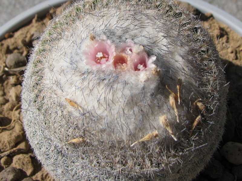 Epithelantha micromeris ssp. greggii 