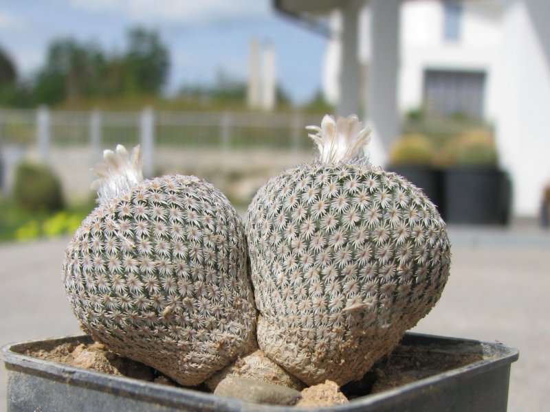 Epithelantha micromeris ssp. greggii 