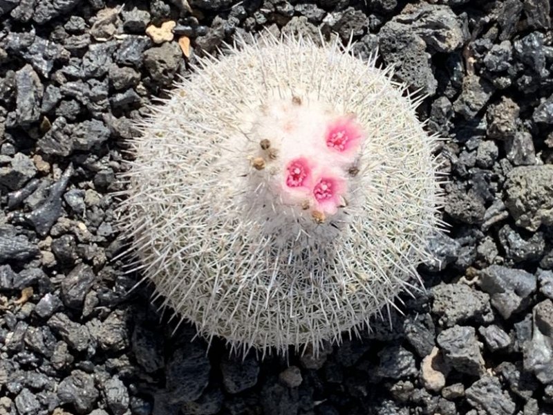 Epithelantha micromeris v. unguispina 