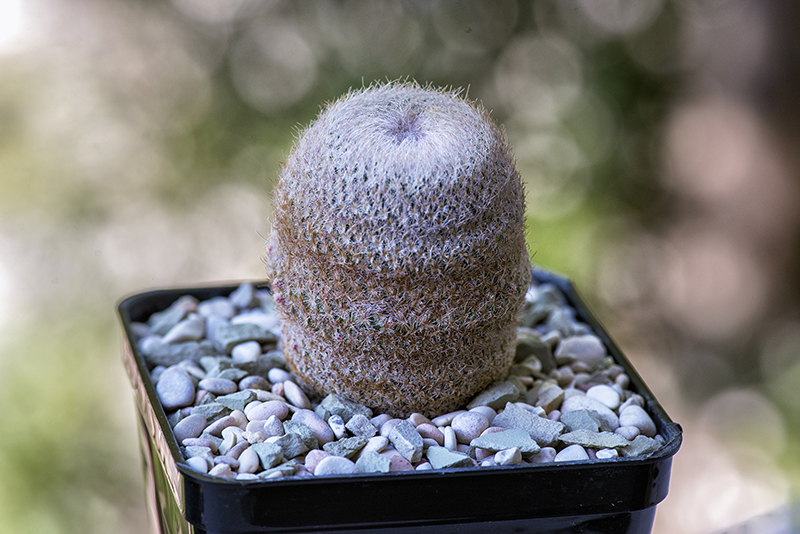 epithelantha micromeris v. chihuauensis