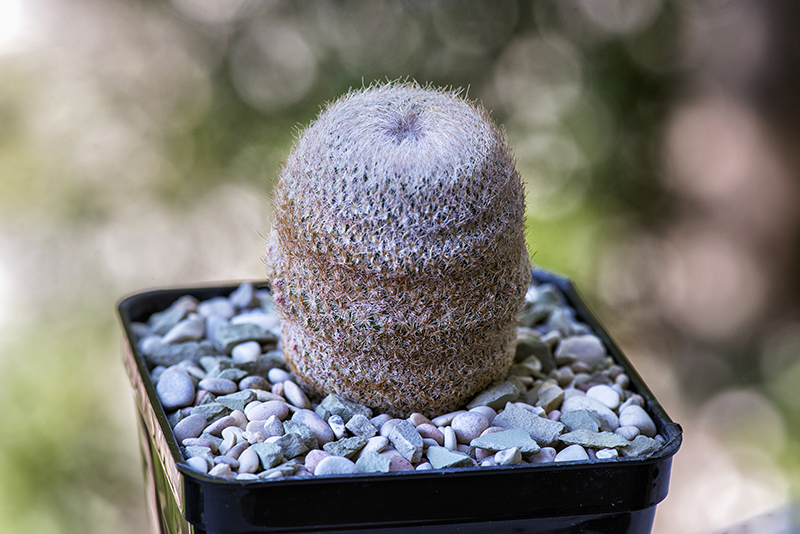 Epithelantha micromeris v. chihuahuensis 