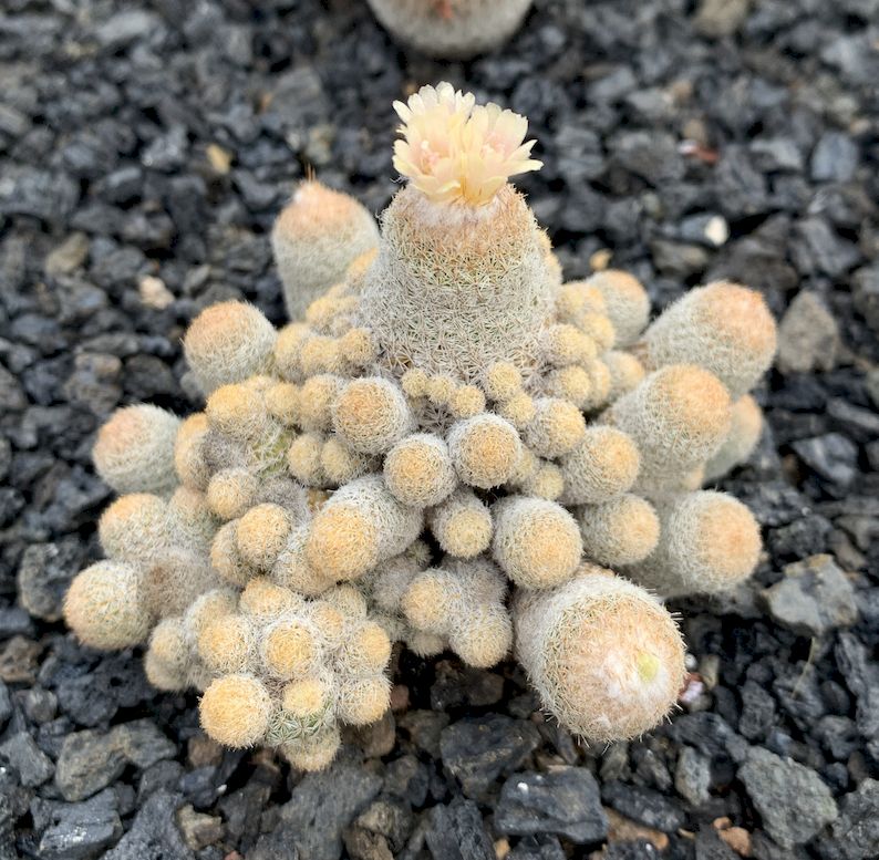 epithelantha micromeris v. dickisoniae