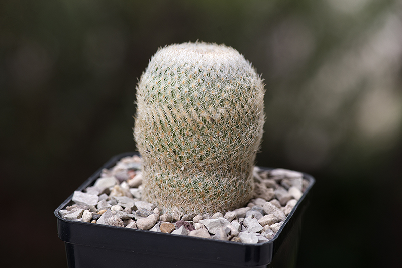 Epithelantha micromeris v. neomexicana 