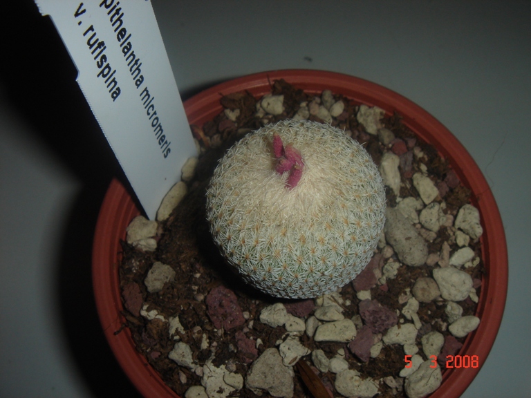 Epithelantha micromeris v. rufispina 