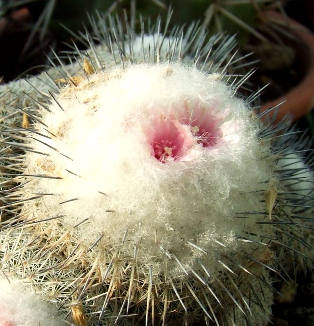 Epithelantha micromeris v. unguispina 