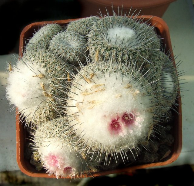 Epithelantha micromeris v. unguispina 