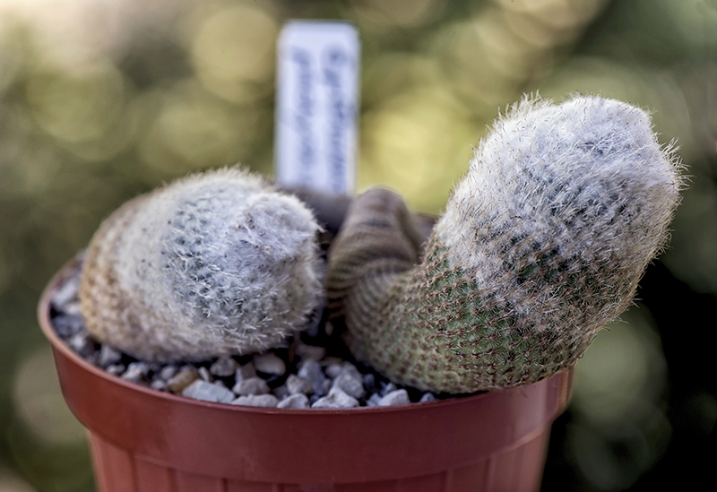 epithelantha pachyrhiza