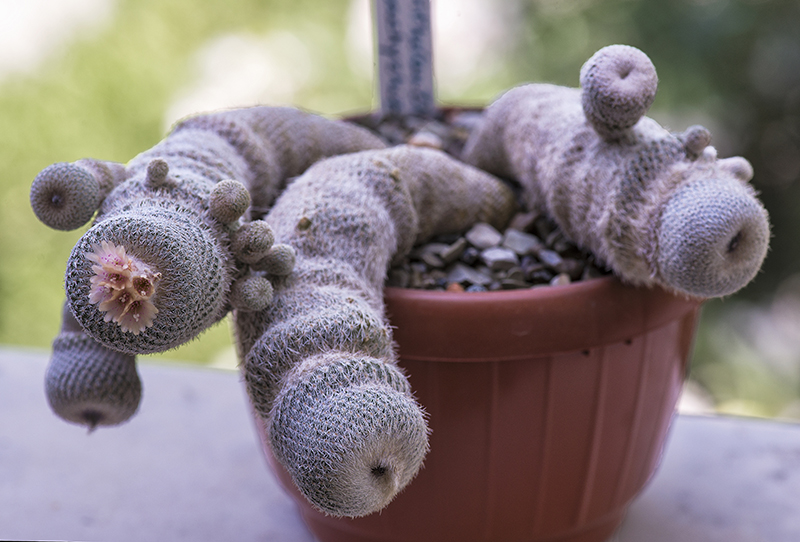 Epithelantha pachyrhiza 