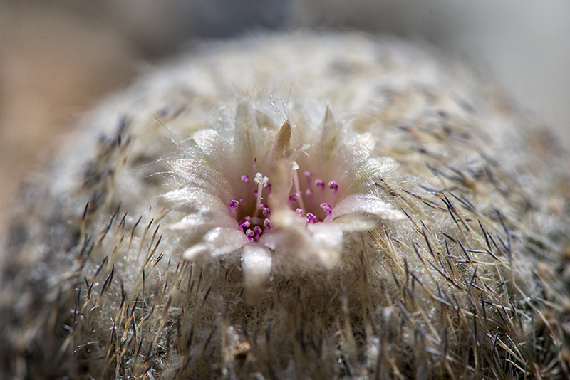 Epithelantha pachyrhiza 