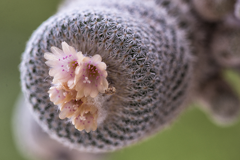 Epithelantha pachyrhiza 