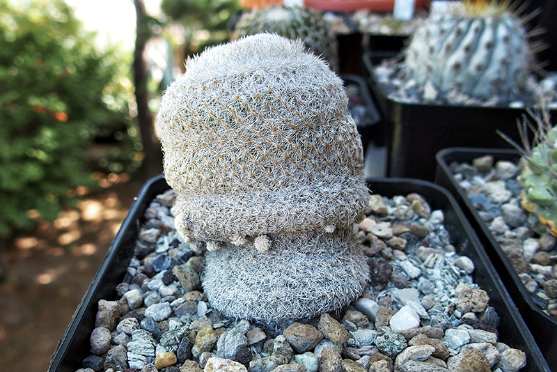 Epithelantha pachyrhiza 