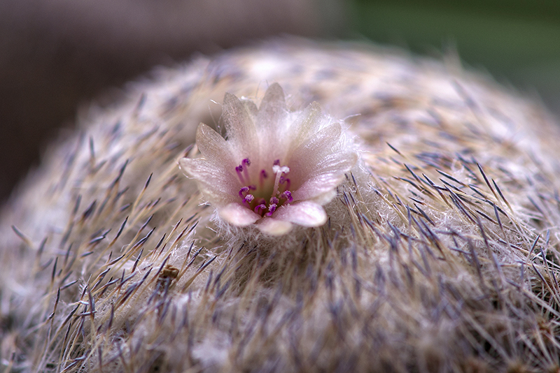 Epithelantha pachyrhiza 