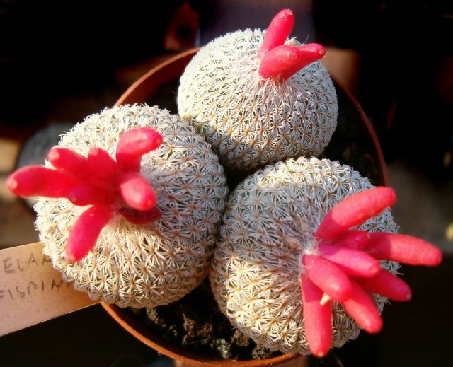 Epithelantha micromeris v. rufispina 