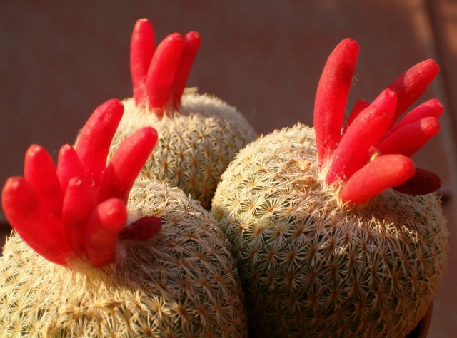 Epithelantha micromeris v. rufispina 