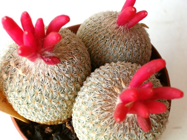 Epithelantha micromeris v. rufispina 