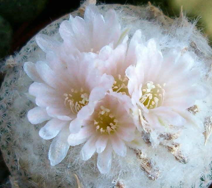 Epithelantha micromeris v. rufispina 