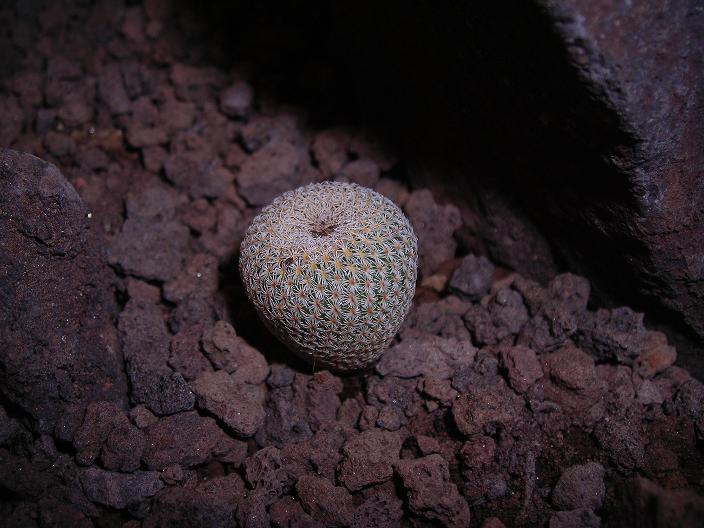 Epithelantha sp. 