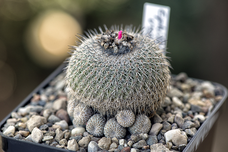 Epithelantha unguispina 