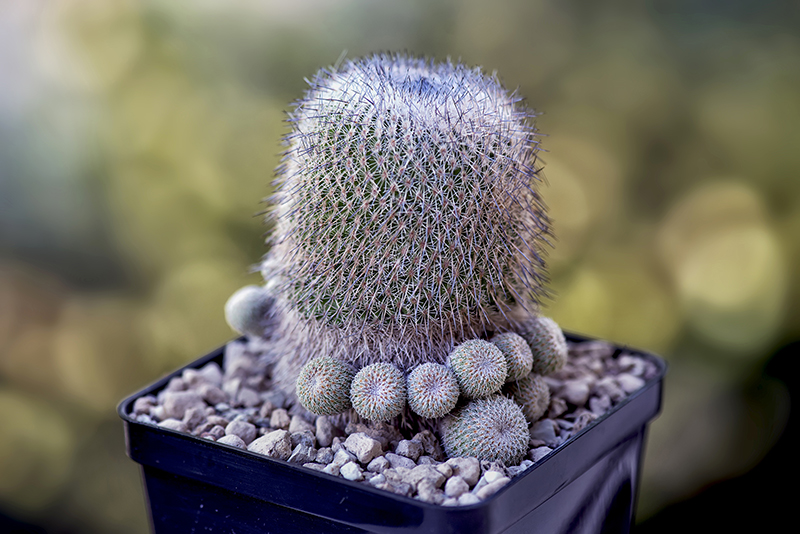 epithelantha unguispina