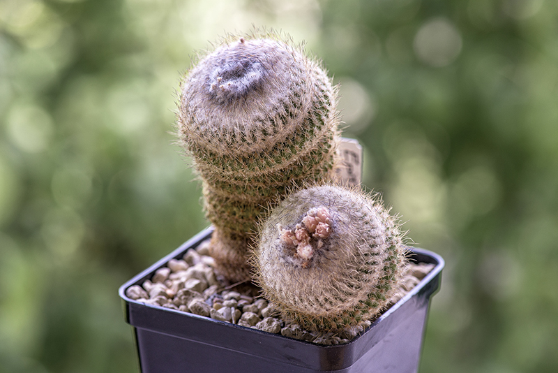 Epithelantha unguispina ssp. huastecana 