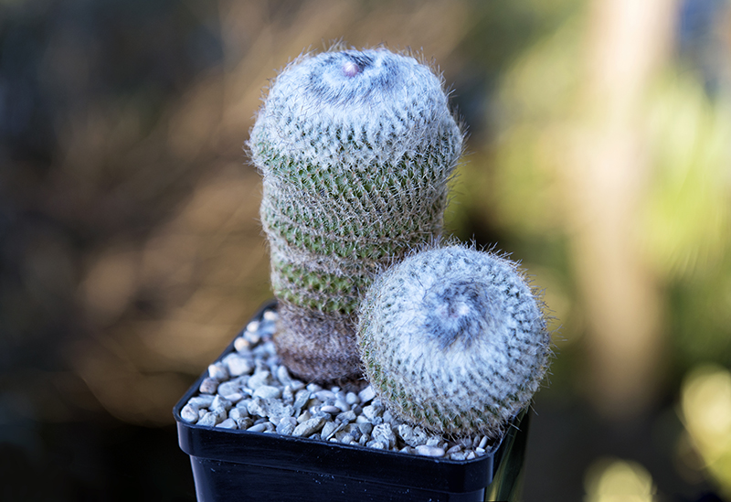 Epithelantha unguispina ssp. huastecana 