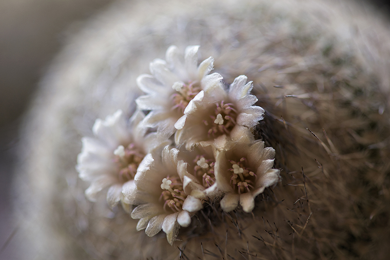 Epithelantha unguispina ssp. huastecana 