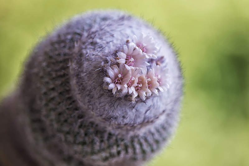 epithelantha unguispina v. huastecana