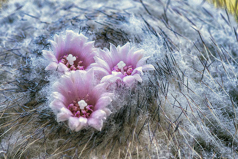 Epithelantha unguispina ssp. huastecana 