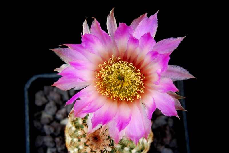 Echinocereus reichenbachii 